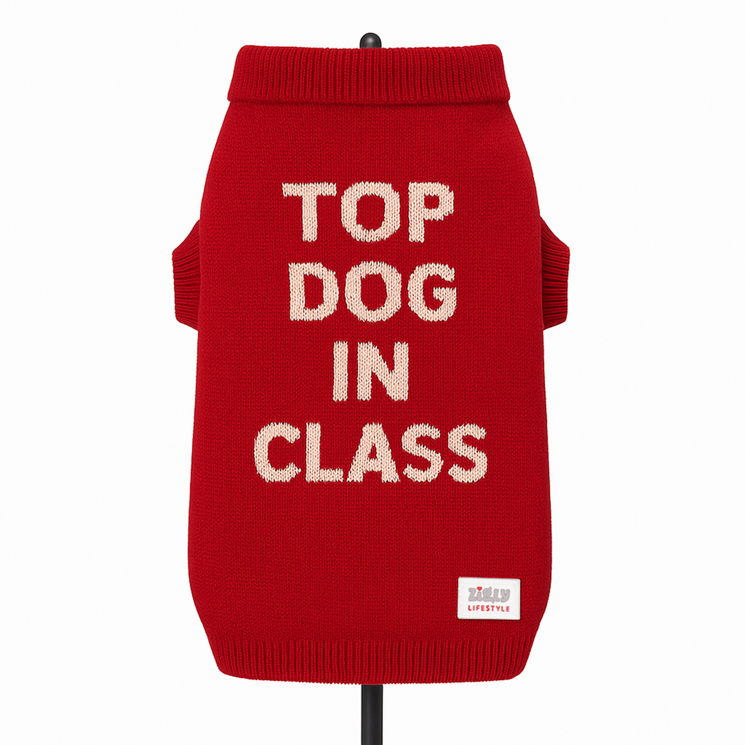 ZL Varsity Top Pup Scholar Dog Sweater-Red