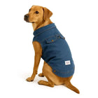 Zigly brown dog wearing blue denim jacket with collar and button details sitting against white background