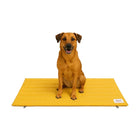 Smiling brown dog sitting on yellow Zigly Lifestyle pet mat against white background
