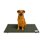 Zigly brown dog sitting on green padded pet mat with white background
