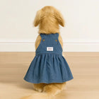 Golden retriever puppy wearing a blue denim zigly lifestyle dress sitting on wooden floor