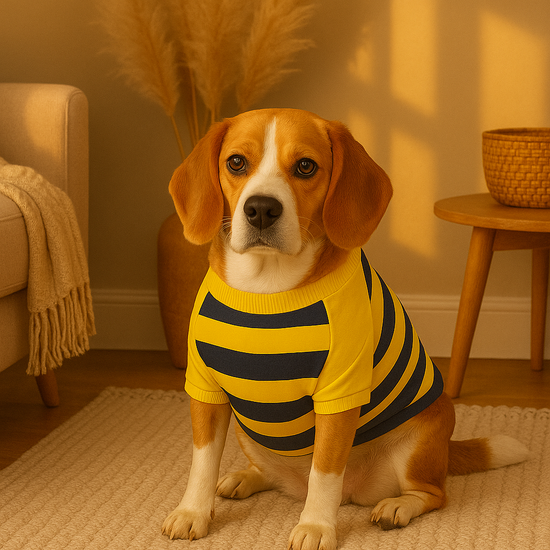 ZL Bumble Stripe Dog Sweatshirt