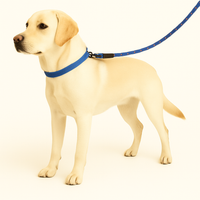 Yellow Labrador dog wearing blue collar and leash by Zigly on white background