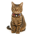 Zigly tabby cat with golden eyes wearing colorful striped collar with bell sitting on white background