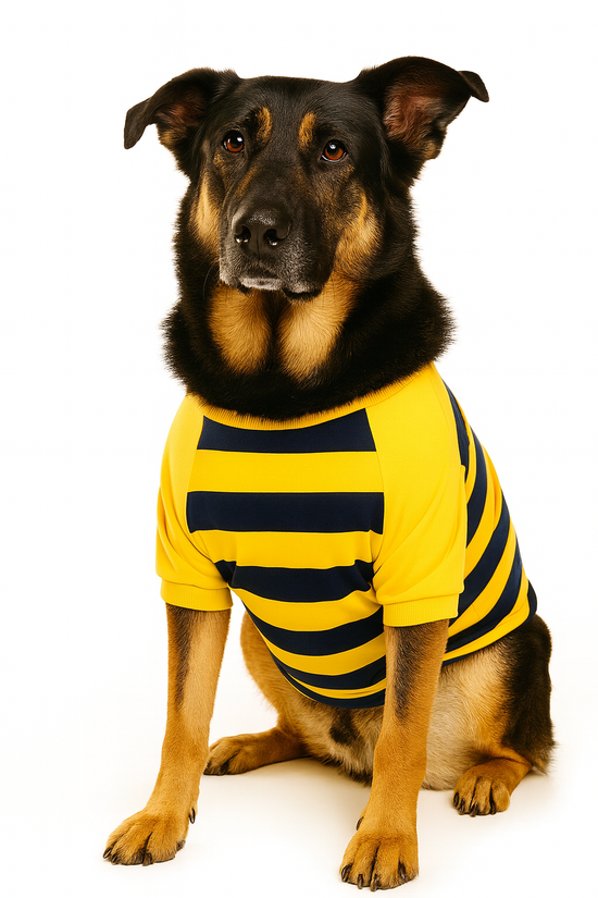 ZL Bumble Stripe Dog Sweatshirt