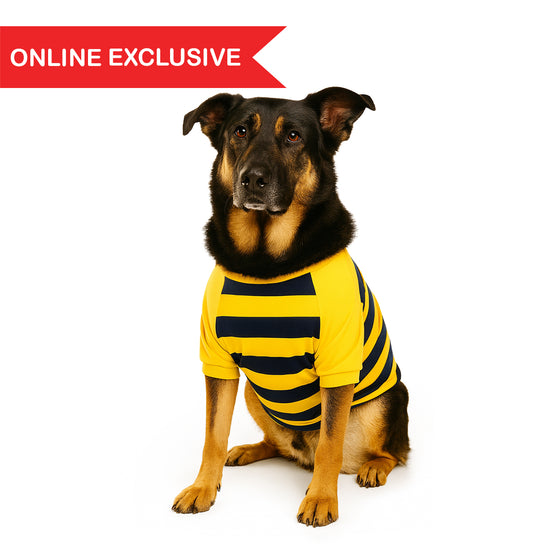 ZL Bumble Stripe Dog Sweatshirt