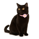 ZL Blossom Bloom Rosie Cat Collar