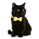 ZL Sunny Dot Bell & Bow Cat Collar