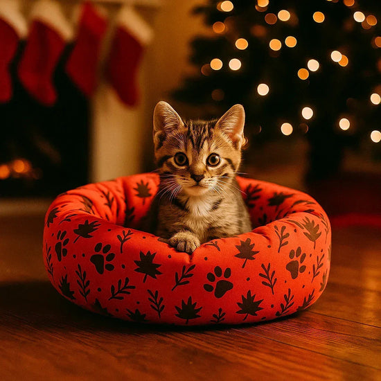 Zigly kitten resting in red pet bed with paw and leaf patterns near Christmas tree and stockings