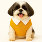 Zigly Shih Tzu dog wearing yellow sweater with white collar sitting and panting
