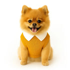 Zigly Pomeranian dog wearing mustard yellow sweater with white collar on white background