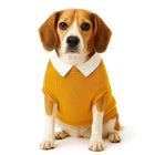 Beagle dog wearing yellow sweater with white collar sitting on white background, zigly pet fashion