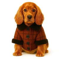 Golden brown dog wearing a brown plaid coat with black collar and cuffs by zigly