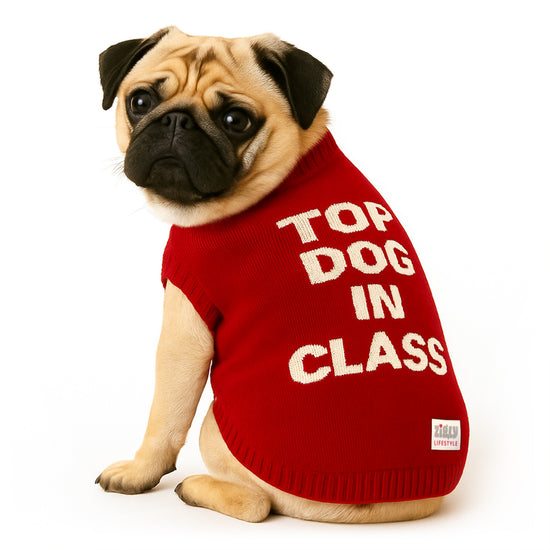 ZL Varsity Top Pup Scholar Dog Sweater-Red