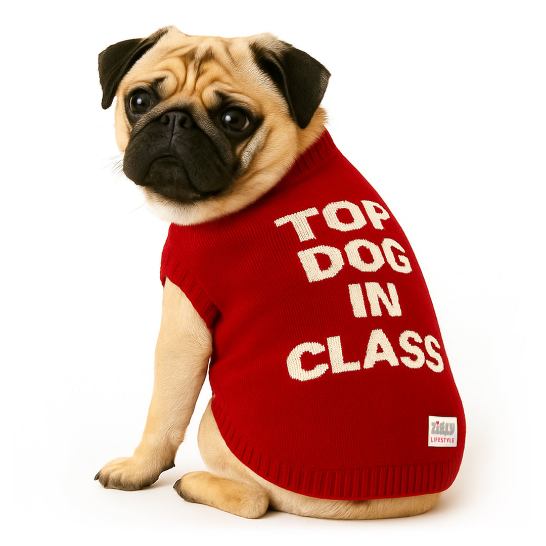 ZL Varsity Top Pup Scholar Dog Sweater-Red