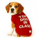 Beagle dog wearing red sweater with text 'TOP DOG IN CLASS' by Zigly on white background