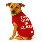 Brown dog wearing red zigly sweater with 'Top Dog in Class' text on white background