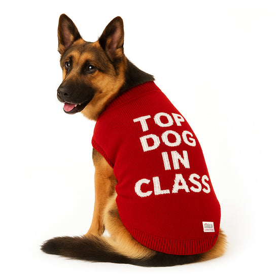 ZL Varsity Top Pup Scholar Dog Sweater-Red