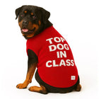 Rottweiler dog wearing red Zigly sweater with white text "Top Dog in Class" on white background