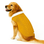 Golden retriever wearing mustard yellow knit dog sweater with white collar, zigly style
