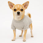Zigly small chihuahua dog wearing gray shirt on white background