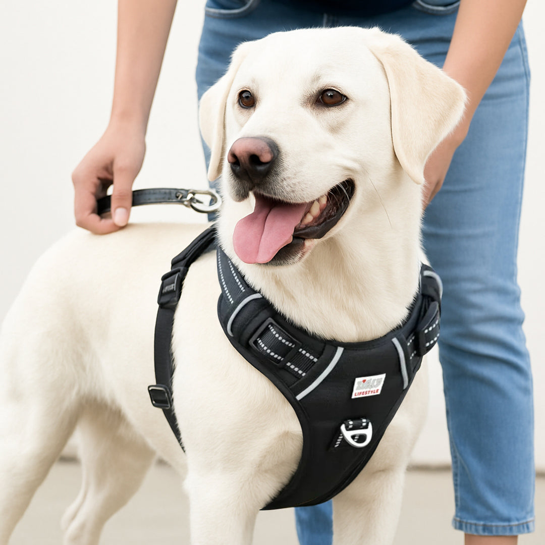 Zigly white Labrador dog wearing black harness with leash held by person in jeans