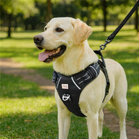 Yellow Labrador wearing black Zigly dog harness and leash outdoors on green grass pathway