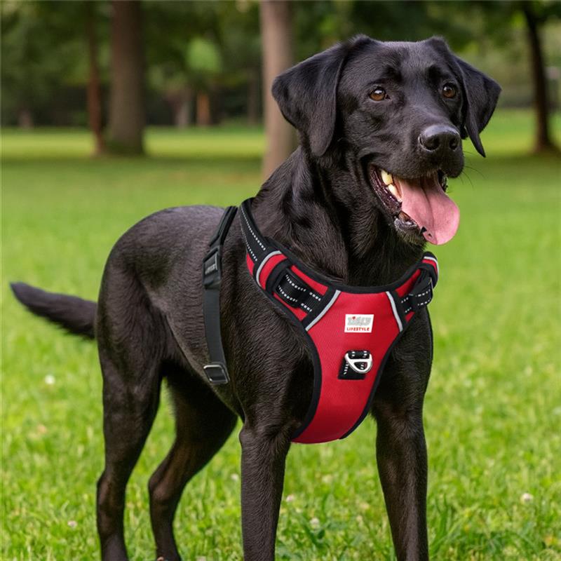Black Labrador dog wearing red and black harness outdoors on green grass by zigly