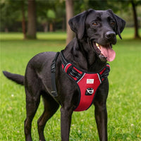 Black Labrador dog wearing red and black harness outdoors on green grass by zigly