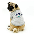 Pug dog wearing gray sports shirt with New York City text and zigly logo on white background
