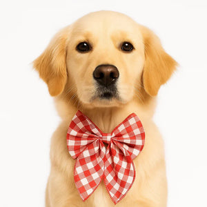 Golden retriever dog wearing red and white gingham bow tie, studio portrait, zigly