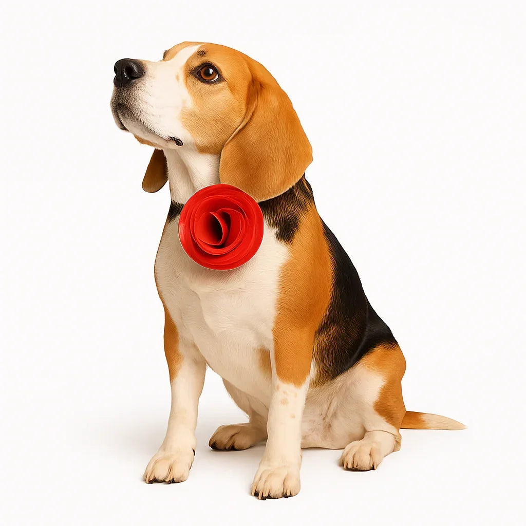 Beagle dog wearing a red flower collar sitting on white background with zigly