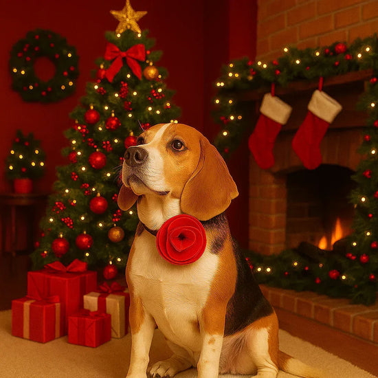 Beagle dog with red flower collar sitting by Christmas tree, gifts, fireplace with stockings, zigly
