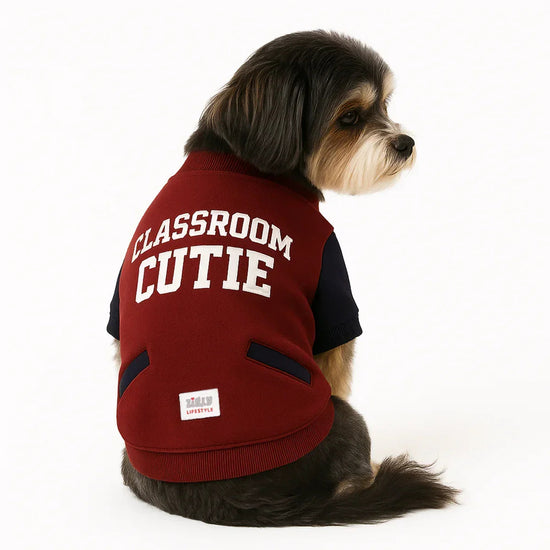 Cute small dog wearing a red zigly jacket with Classroom Cutie text on back