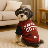 Small dog wearing red and black "Classroom Cutie" sweater sitting on beige rug indoors zigly