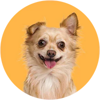 Chihuahua Dog Breed