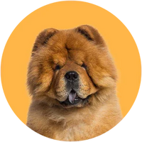 Brown dog with a round yellow background-Chow chow