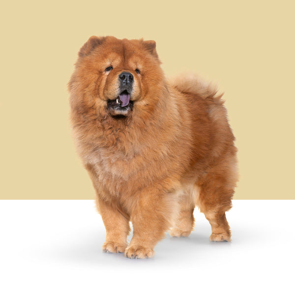 Chow Chow
