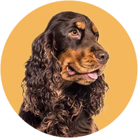 Cocker Spaniel Dog Breed