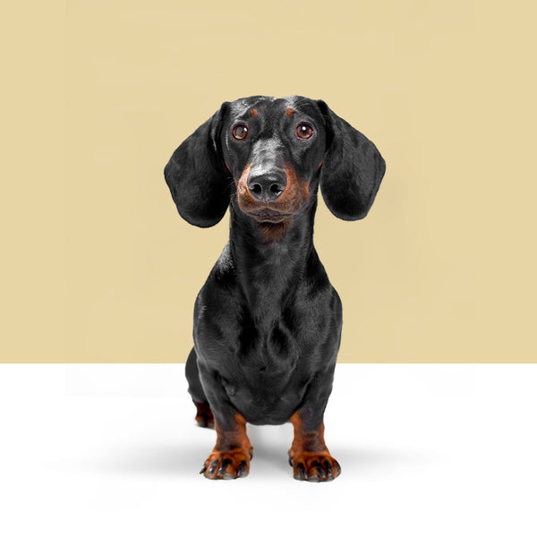 Dachshund