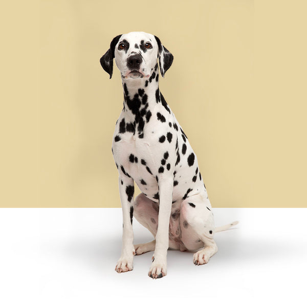 Dalmatian