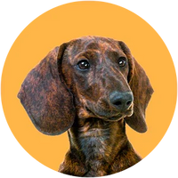 Brown dachshund dog on a yellow background