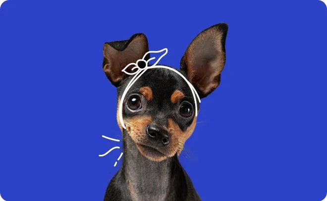 Dog with a white headband on a blue background-Dental Care