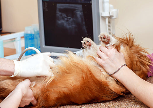 Diagnostic Imaging