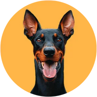 Doberman Pinscher with a yellow circle background