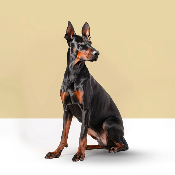 Doberman