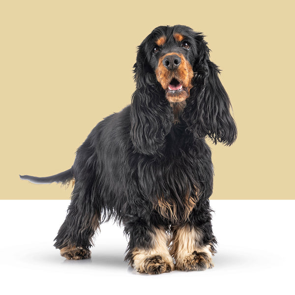English Cocker Spaniel