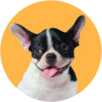 Dog with a happy expression on a yellow background-French Bull