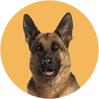 German Shepherd dog on a yellow background