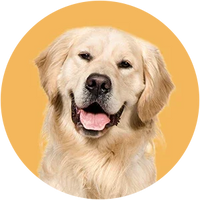 Golden retriever with a yellow background